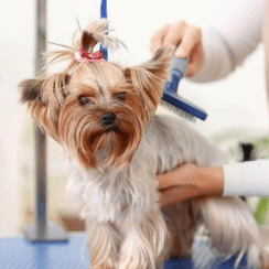 Groom your dog