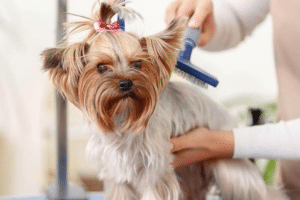 Groom your dog