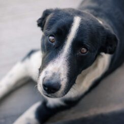 Stray dog in pain