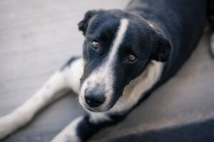 Stray dog in pain